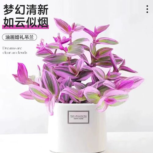 紫露兰水培绿植物吊n兰小盆栽室内办公室桌面花卉油画婚礼四季好