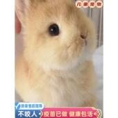 侏儒兔子活物小型长不大迷你兔儿童家养宿舍宠物兔荷兰垂耳兔活体