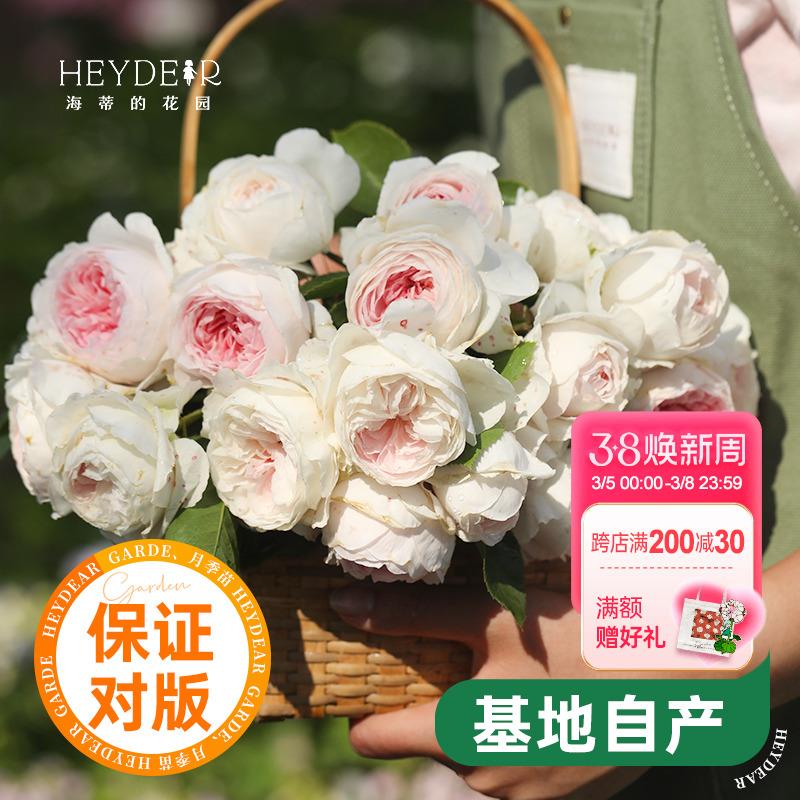 海蒂的花园月季花苗克里斯蒂娜公爵夫人浓香四季阳台植物花卉盆栽