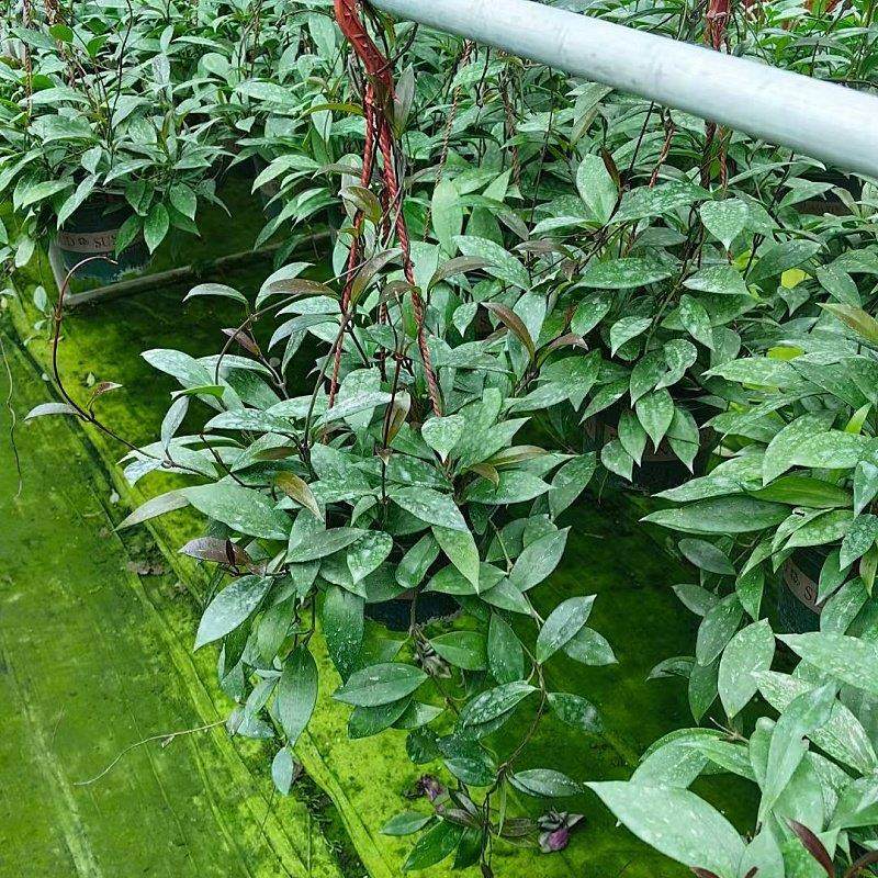 球兰花盆栽大苗垂吊铃兰带花四季开 花卉室内爬藤绿植物吊兰多肉,鲜花速递/花卉仿真/绿植园艺,时令草本花卉,淘宝优惠券,粉丝福利购,淘宝优惠卷