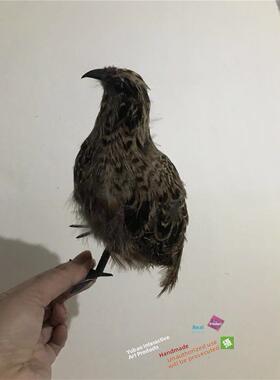 彷真鹌鹑模型园林摆件羽毛动物影视拍摄道具小鸟模型室内鸟笼装饰