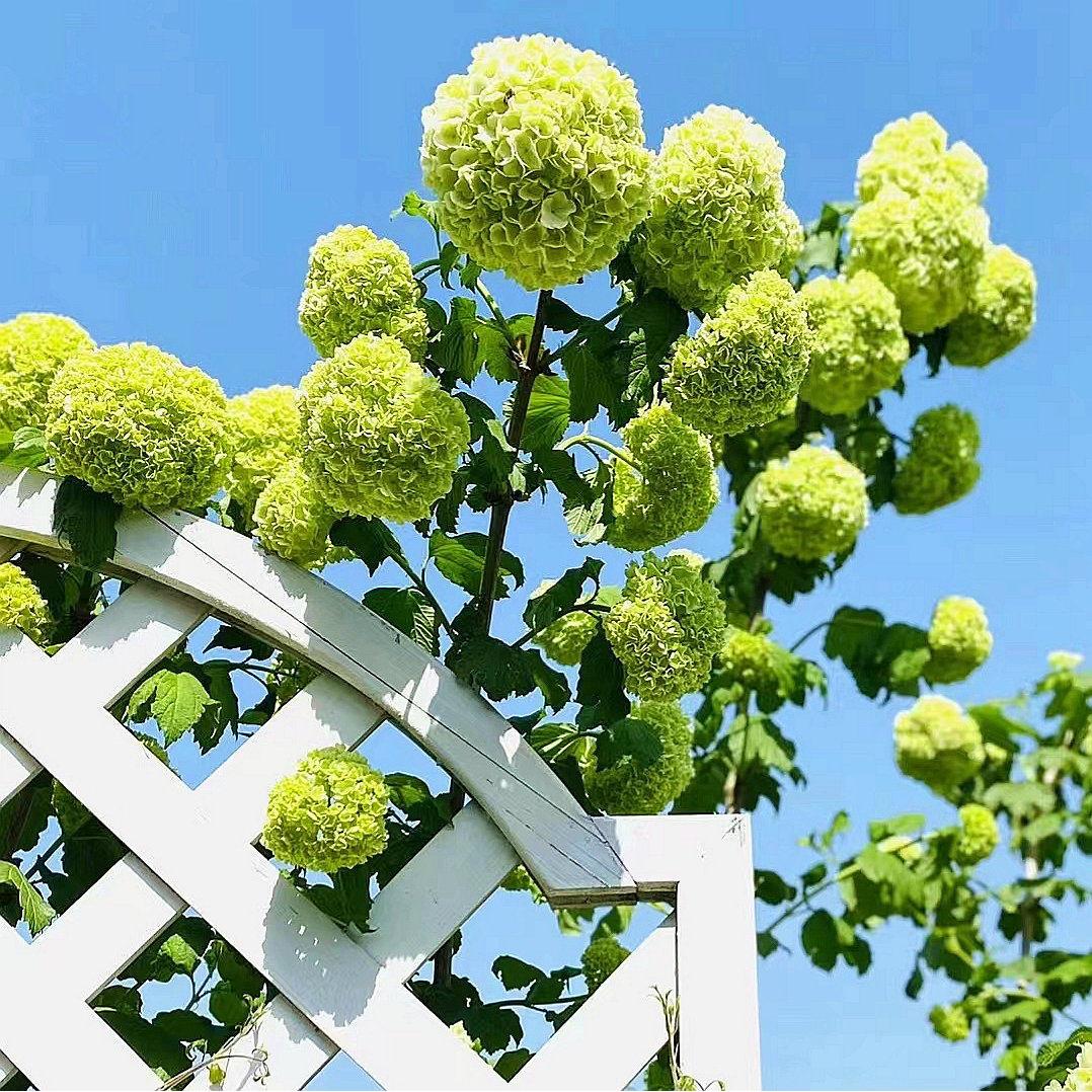 进口欧洲玫瑰木绣球花苗庭院花园地栽树苗耐寒耐热花卉植物花量大
