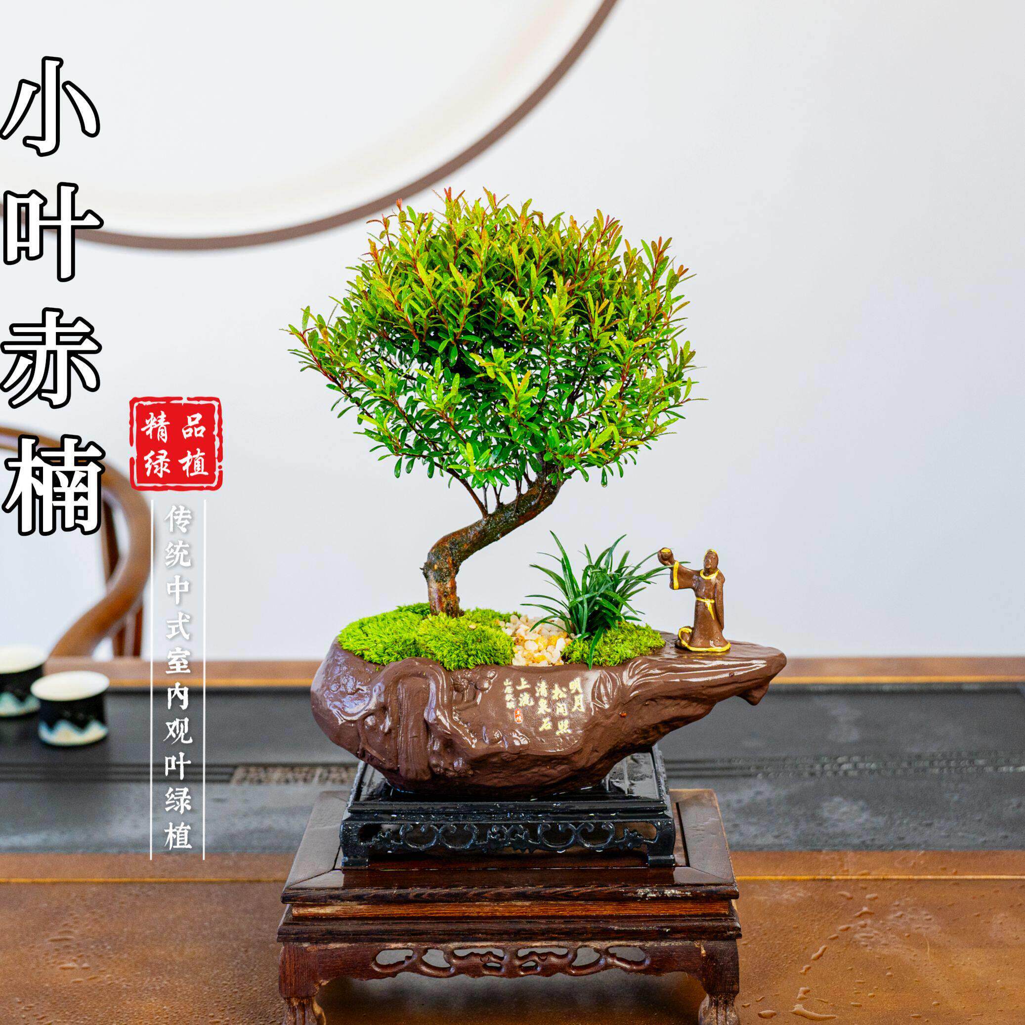 【造型赤楠盆景】小叶赤楠桌面盆景老桩净化空气绿植卧室盆栽