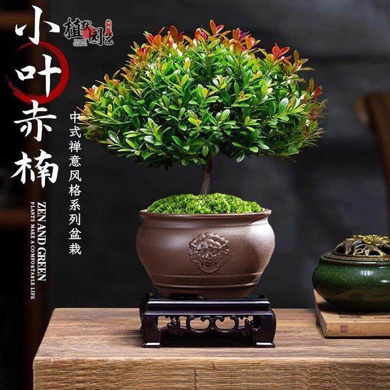小叶赤楠盆景金丝楠木盆栽带花苞室内花卉绿植桌面小植物四季常青,鲜花速递/花卉仿真/绿植园艺,绿植,淘宝优惠券,粉丝福利购,淘宝优惠卷