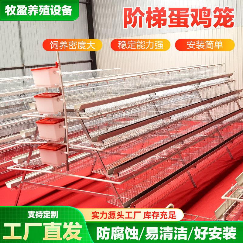 阶梯蛋鸡笼三层四层养殖场专用自动出蛋阶梯蛋鸡笼加粗加密