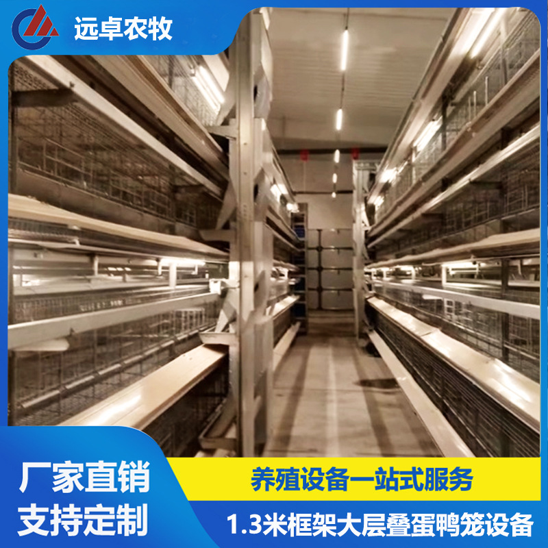 H型框架立体养殖 江苏扬州高邮五列四层叠蛋鸭养殖场设备自动捡蛋
