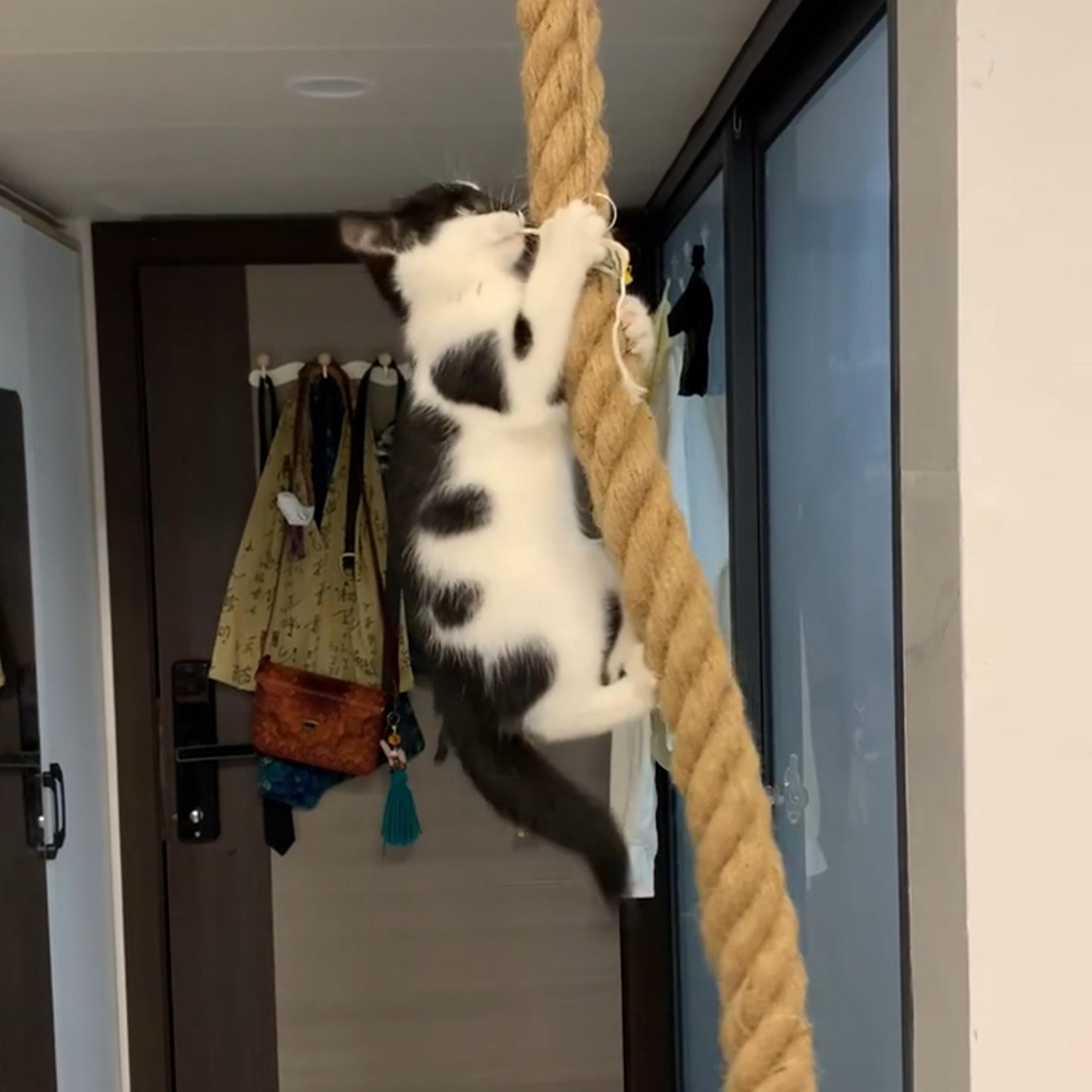 加粗耐磨猫爬绳四季猫爬架猫攀爬树猫磨爪猫麻绳树猫咪用品猫玩具
