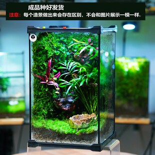 宠物树蛙角蛙生态造景缸创意桌面苔藓微景植物瓶绿植盆栽玻璃盆景