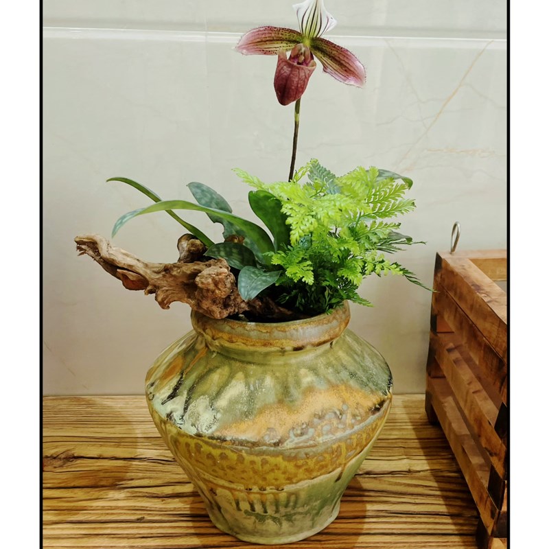 原生香港小姐兜兰 紫纹兜兰 洋兰稀少品种 庭院阳台植物好养易活