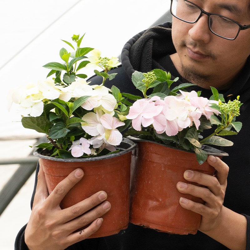 落跑新娘绣球花盆栽大花苗庭院好养花卉植物无尽夏手鞠绣球