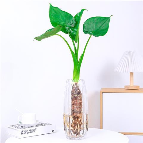 水培大叶千手观音盆栽花小植物室内桌面盆景滴水观音千佛手常绿叶