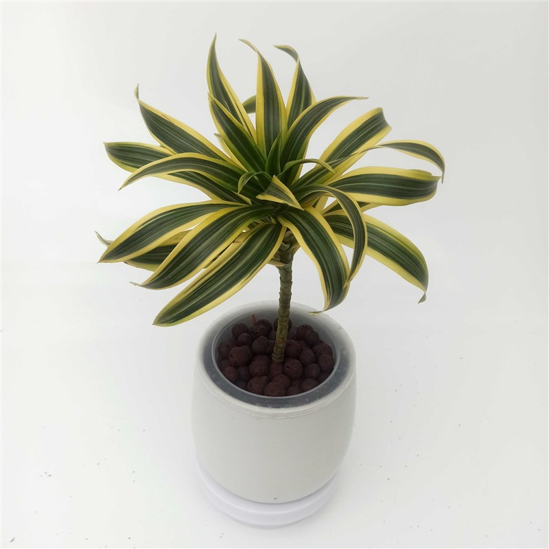 华清花卉 水培金边白合竹室内绿植盆栽