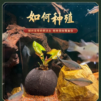 椰壳红荷根水草水族箱中后景鱼缸造景装饰易养睡莲植物浮叶一叶莲