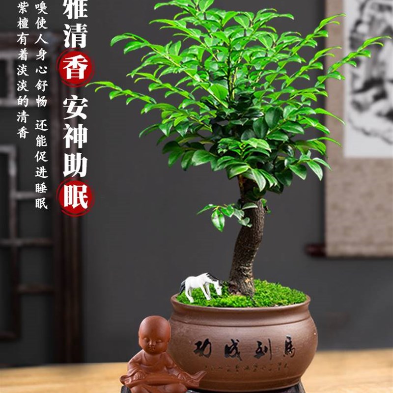 小叶紫檀盆景树桩植物老桩盆栽客厅桌面室内绿植好养树苗四季常青