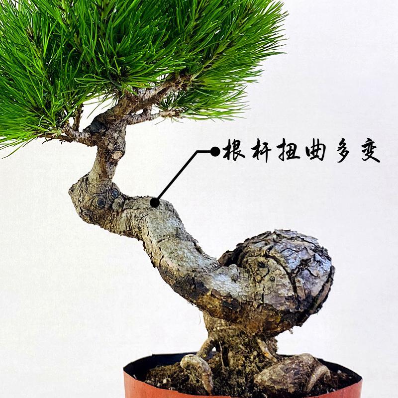 云栖园黄山松矮霸盆景老桩真松树盆栽迎客松型桌面中小型绿植摆件