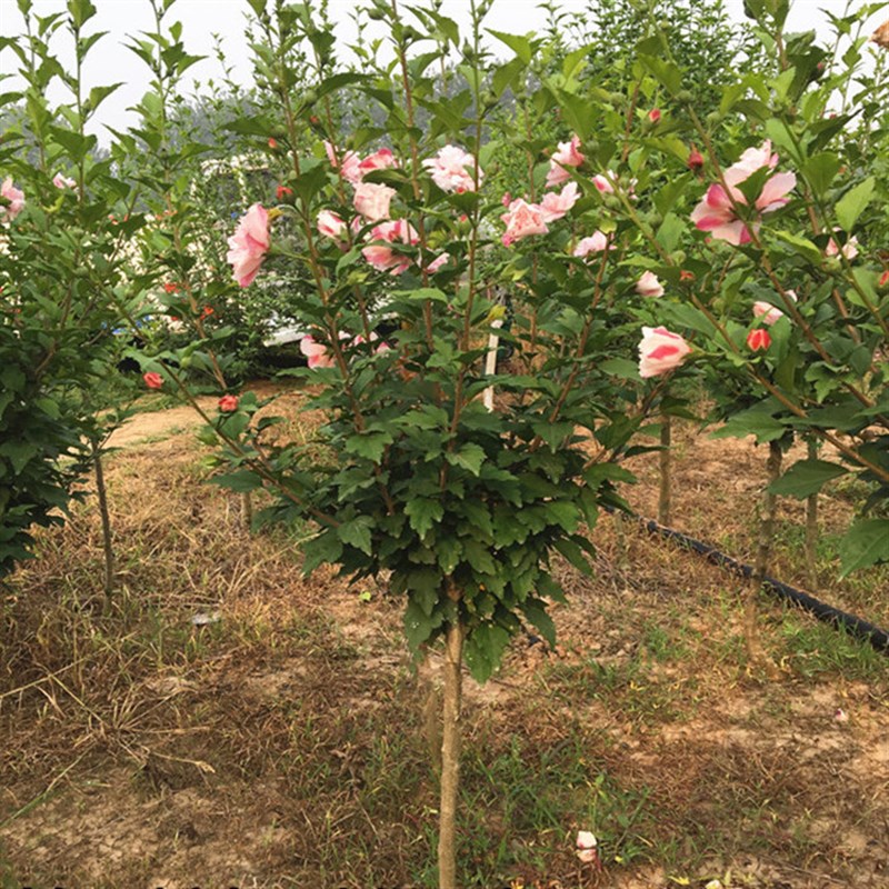 木槿树苗木槿花苗重瓣木槿 当年开花 绿化庭院植物 做篱笆墙 围栏