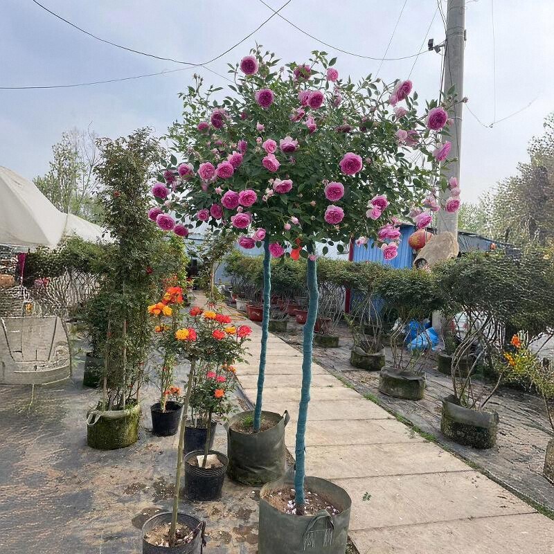 玛吉婶婶浓香微型棒棒糖月季花苗四季开花大苗庭院绿植花卉盆栽