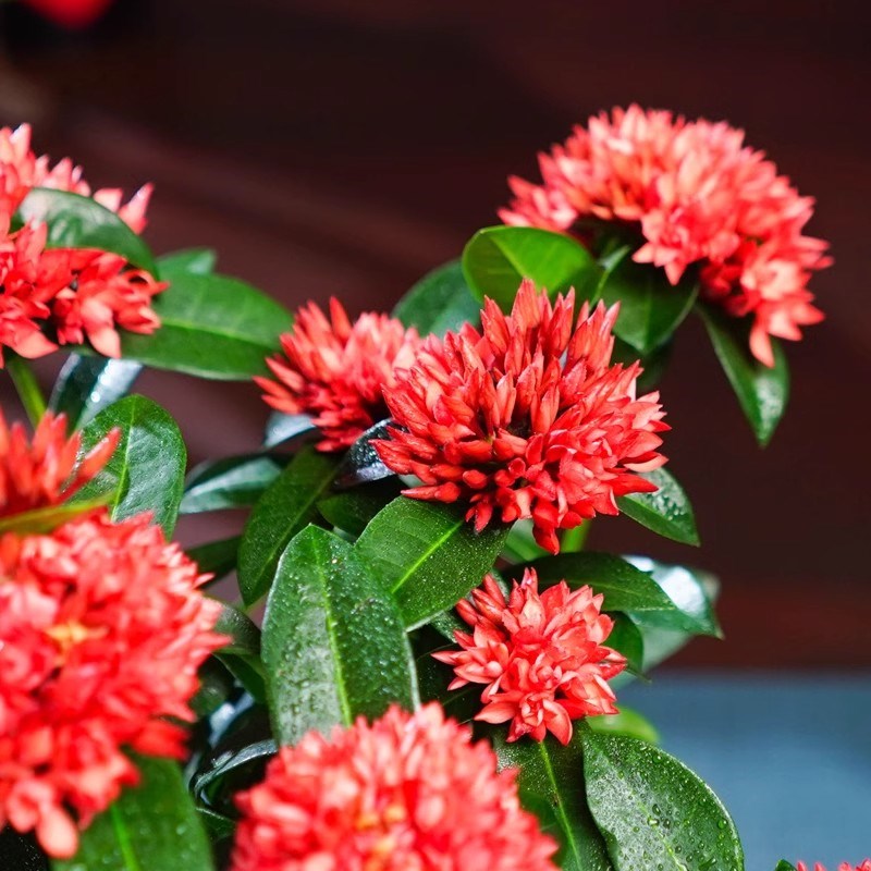 海岛龙船花盆栽带花苞绣球花苗阳台庭院四季开花植物客厅好养盆景