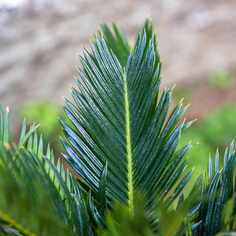 铁树盆景室内客厅阳台办公室茶几书桌面好养植物苏铁绿植耐旱盆栽