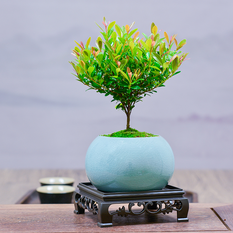 小叶赤楠盆景老桩植物办公室绿植室内盆栽好养活四季常青绿色植物