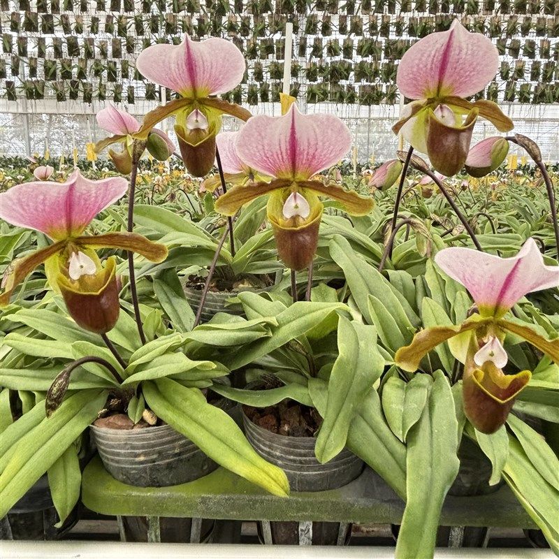 万峰绿缘兜兰花 白旗红旗花期长大花室内桌面绿植盆栽