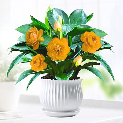 金钻绿公主盆栽带花苞植物室内绿植净化办公室四季常青花卉水培土