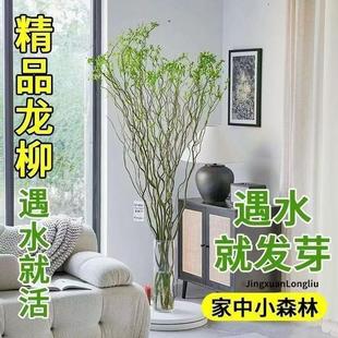 龙柳鲜枝水培植物雪柳干枝带花苞柳条枝客厅绿植花卉室内盆栽好养
