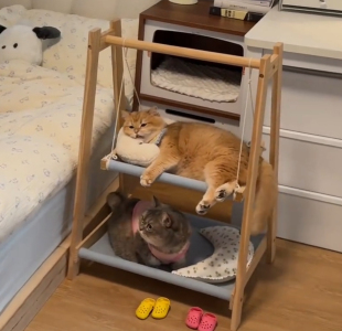 通用可拆洗猫床狗床猫窝狗窝四季 宠物床猫窝狗窝四季 通用可拆洗