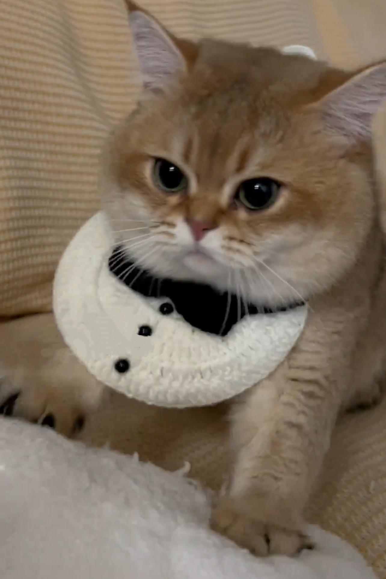 猫咪围兜针织宠物小猫狗围领围脖圈口水巾围嘴装饰黑白蝴蝶结可爱