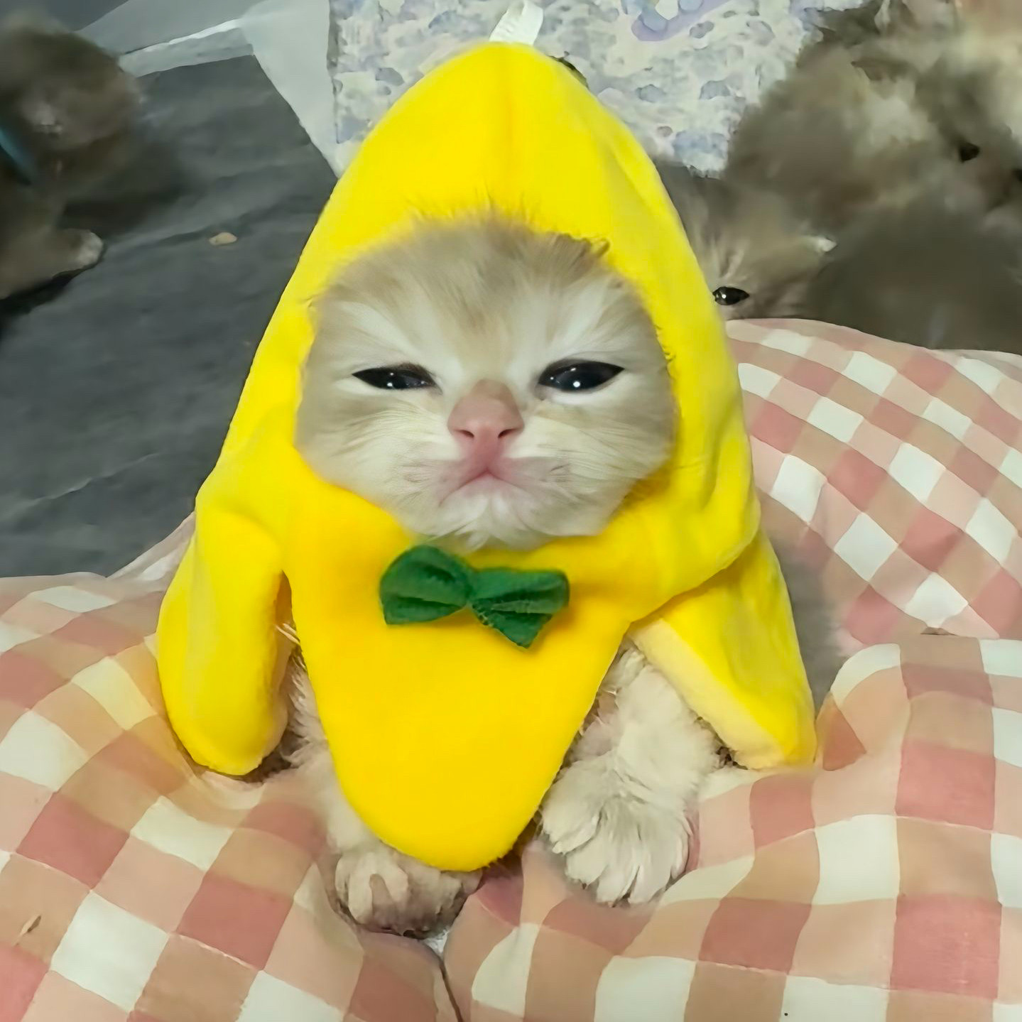 个性香蕉玩偶头套新款猫咪狗狗宠物变装毛绒公仔换装衣服配件包包