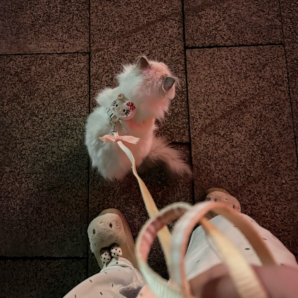 新款遛猫绳外出防挣脱狗绳小型犬牵引绳凯蒂猫卡通猫咪牵引绳可爱,宠物/宠物食品及用品,猫牵引绳,淘宝优惠券,粉丝福利购,淘宝优惠卷