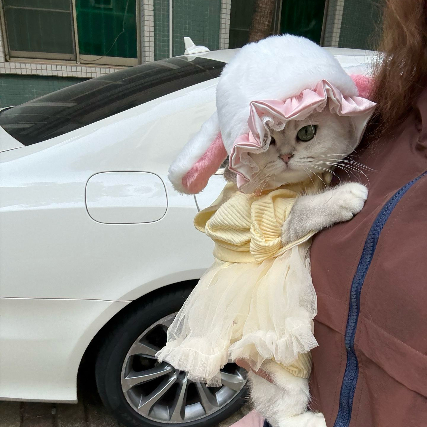 公主风趣味帽子保暖变装帽头套马卡龙帽猫咪头套兔子帽子宠物可爱,宠物/宠物食品及用品,帽子,淘宝优惠券,粉丝福利购,淘宝优惠卷