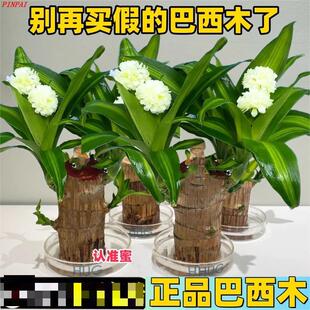 巴西木水养幸运木开花格鲁特小树人水培植物室内办公桌花绿植盆栽