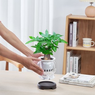 发财树水培绿植室内客厅四季好养活水养盆栽办公室桌面植物摆件花