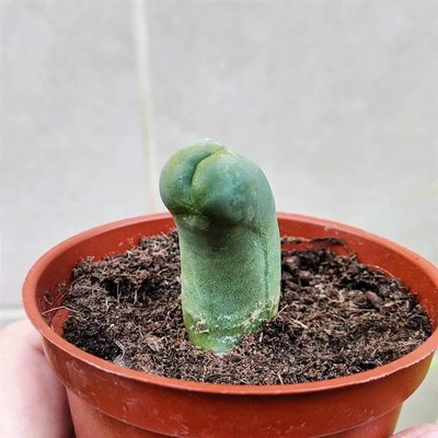 程程柱JJ仙人掌植物盆栽男性之光仙人柱成程稀有品种多肉桌面绿植