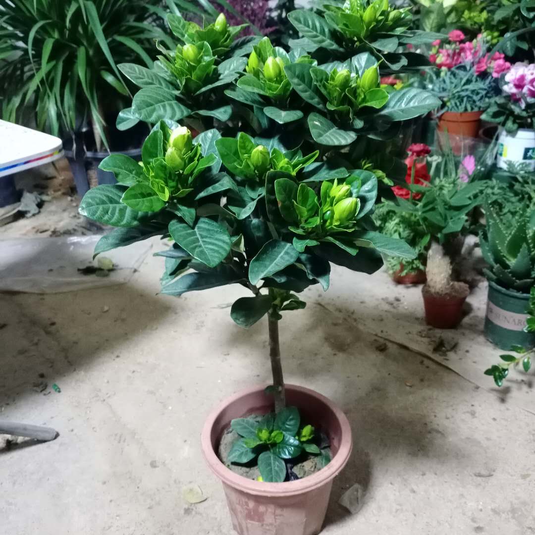 独杆栀子花盆栽带花苞老桩树苗室外大叶牡丹棒棒糖阳台浓香型花卉