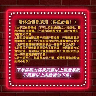 旧金山黄钻水虎鱼S属淡水热带猛鱼精致美观中型群养观赏猛鱼包活