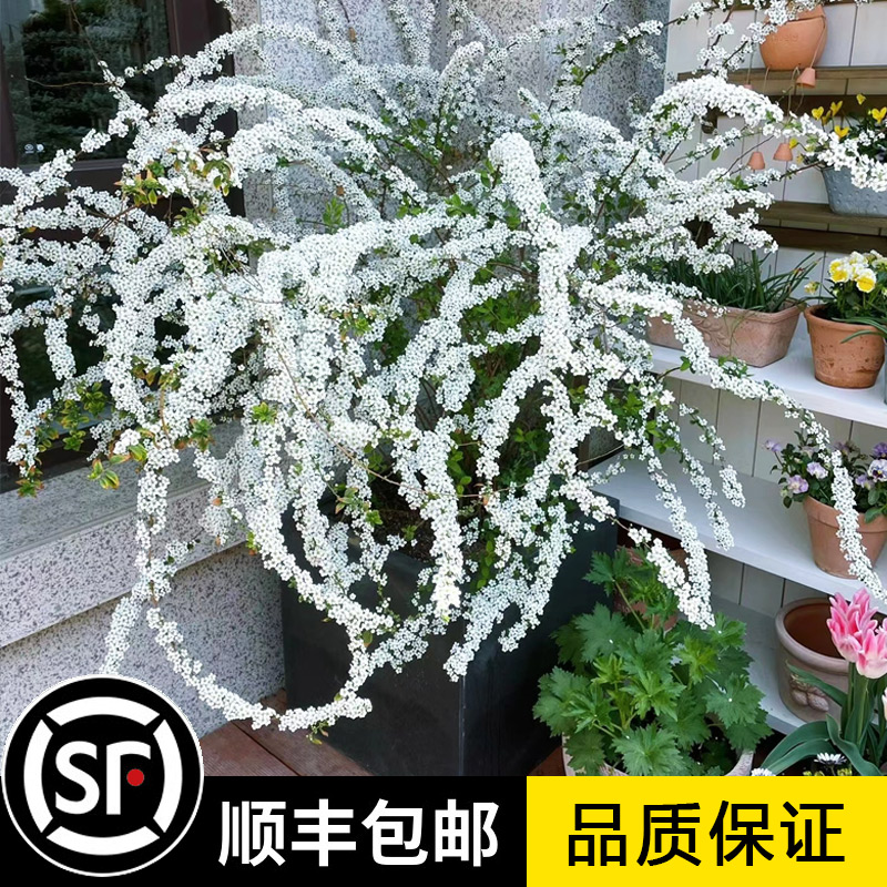 雪柳植物喷雪花苗盆栽花卉绿植珍珠梅绣线菊庭院雪柳室外耐寒阳台