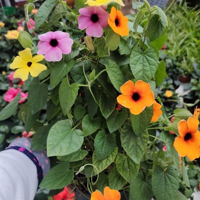 黑眼苏珊盆栽吊兰阳台庭院花园吸甲醛爬藤攀援藤本植物花卉带花发