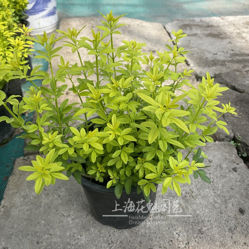 金叶黄馨 庭院阳台常绿灌木 多年生耐热耐寒植物 花镜金色植物