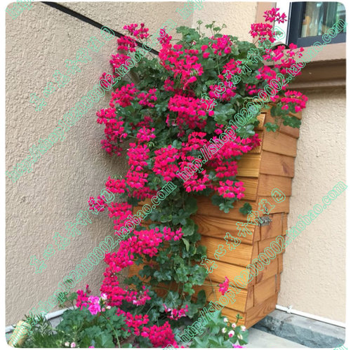 真心花卉/垂吊天竺葵苗 龙卷风系列 多色可选 洋红色/营养钵苗