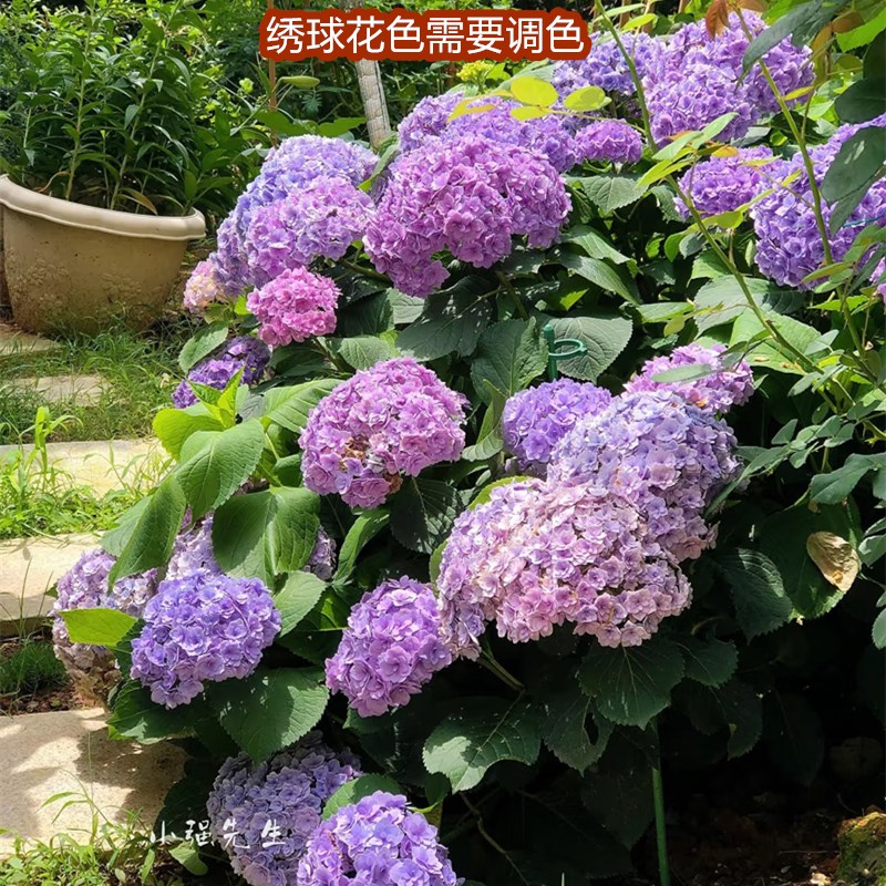 绣球花苗无尽夏带花苞盆栽大苗多季多年生花卉栽庭院阳台花好养活