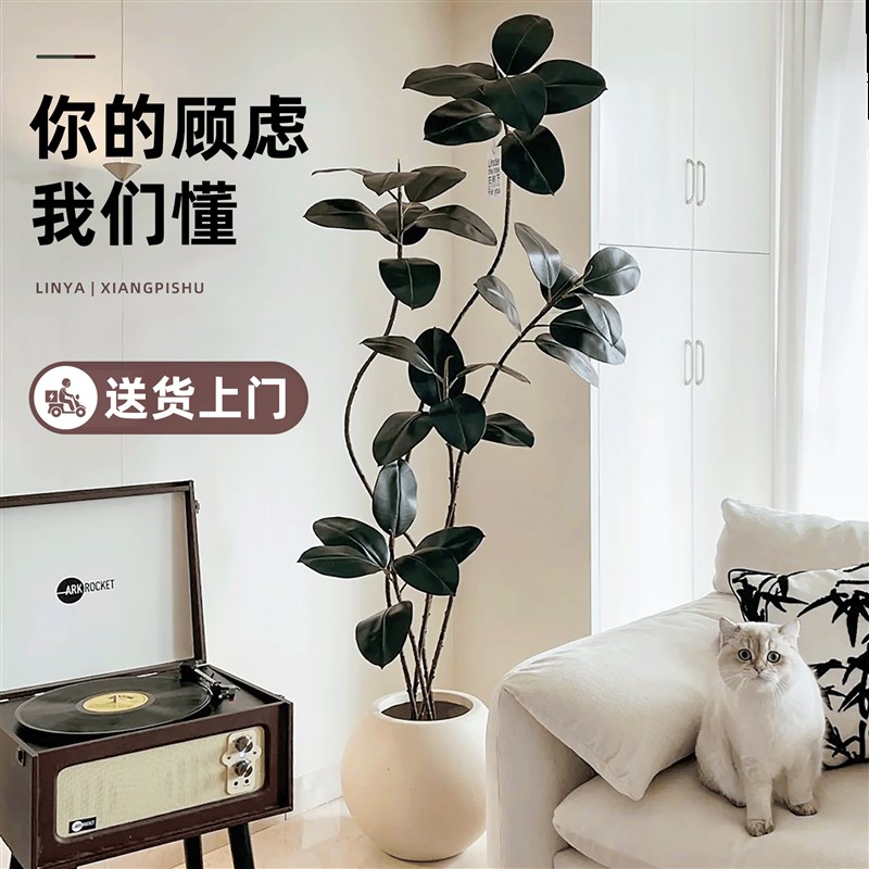 橡皮树黑金刚大盆栽造型客厅室内大型绿植好养活落地四季阳台植物