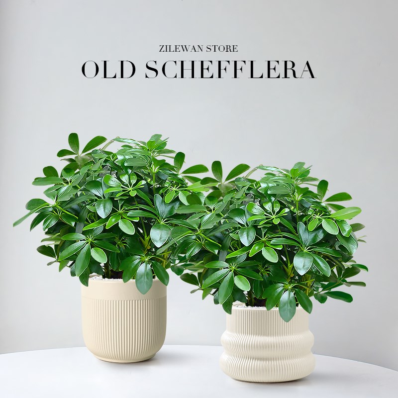 八方来财鸭脚木客厅室内绿植盆栽花卉发财树招财树好养活四季常青