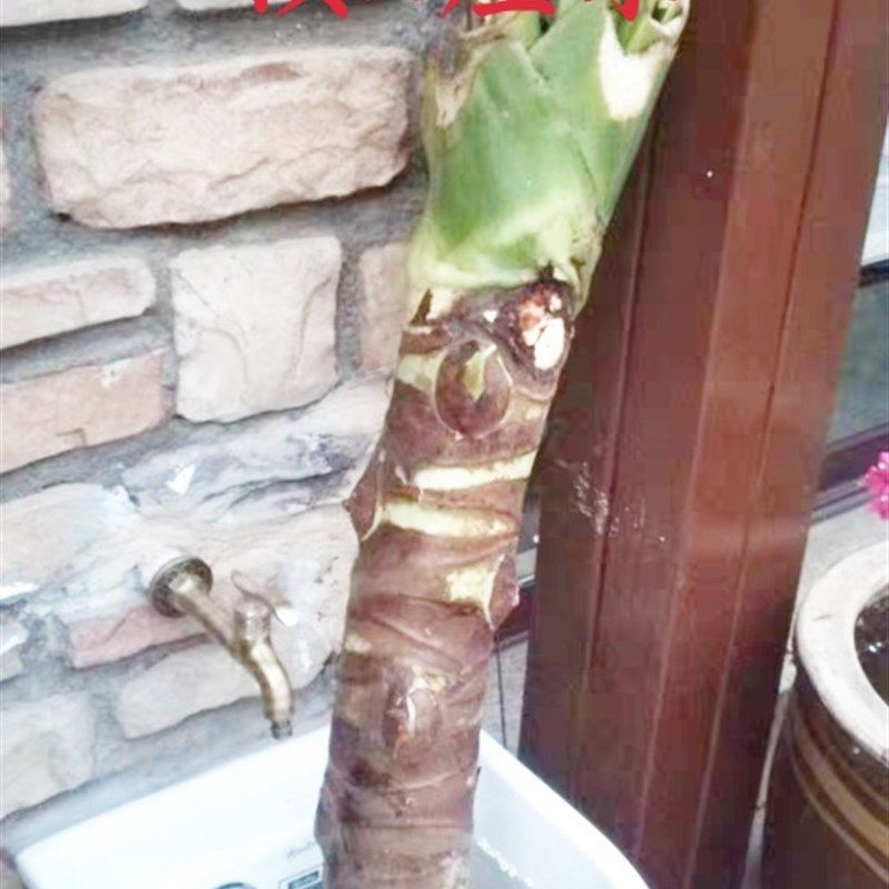 肥胖型别墅造景巨型室内植物盆景霸王芋老桩公园绿化大叶子绿植