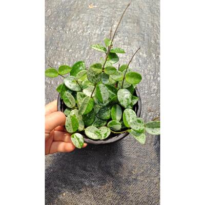 米切尔德球兰 高斑杂交匍匐 Hoya mathilde splash