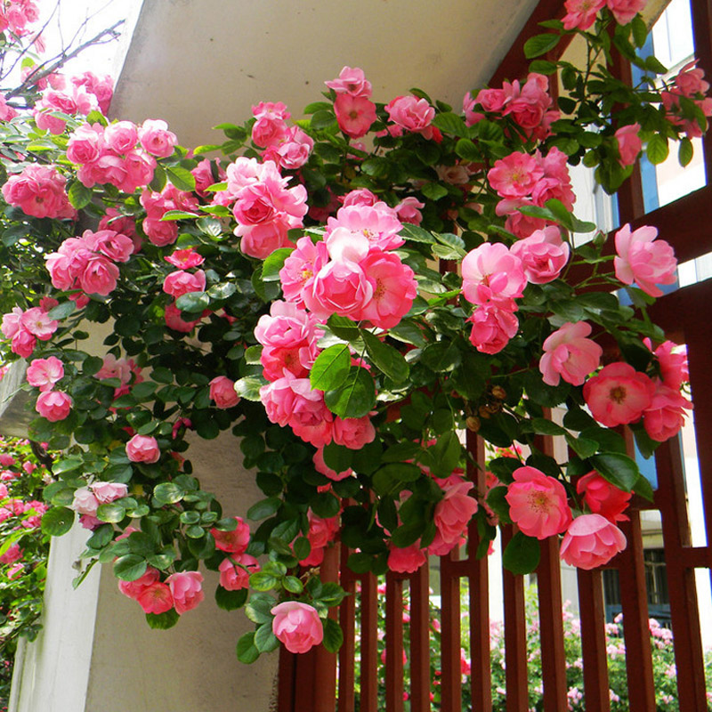 安吉拉藤本月季花大苗盆栽丰花多头阳台庭院爬藤蔷薇花苗四季开花