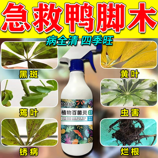 鸭脚木专用营养液招财树杀虫剂治叶子发黄枯萎掉叶黑斑病专用肥料