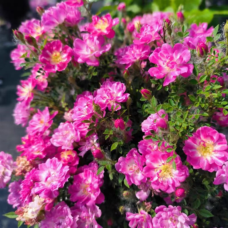 姬月季新品 姬红贵 小提根盆景 月季花