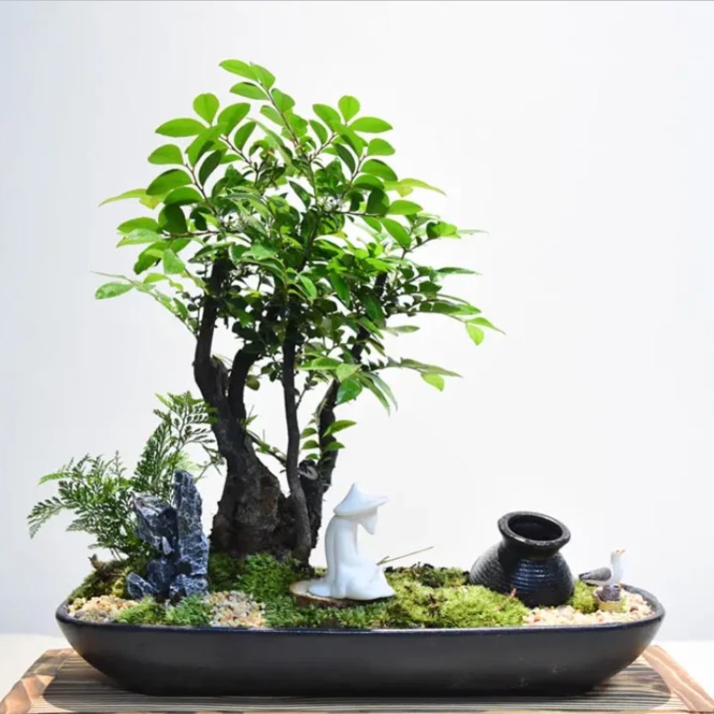 小叶紫檀树苗紫檀盆景四季常青植物观叶花卉盆栽四季好养盆景